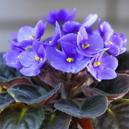 African Violet Potting Soil