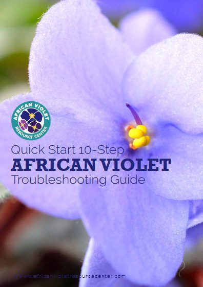 African Violet Troubleshooting Guide