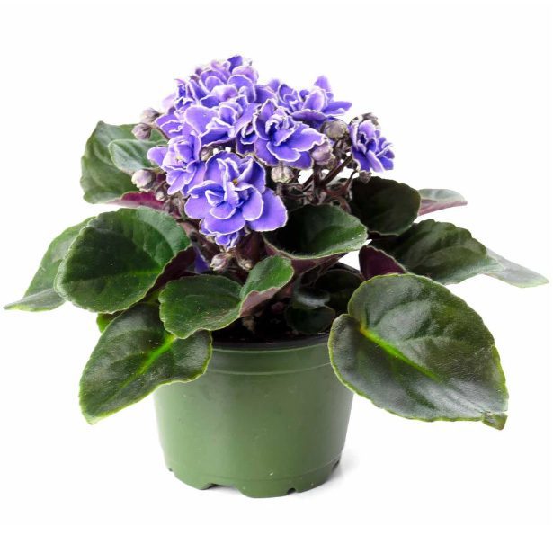 African Violet Potting Soil