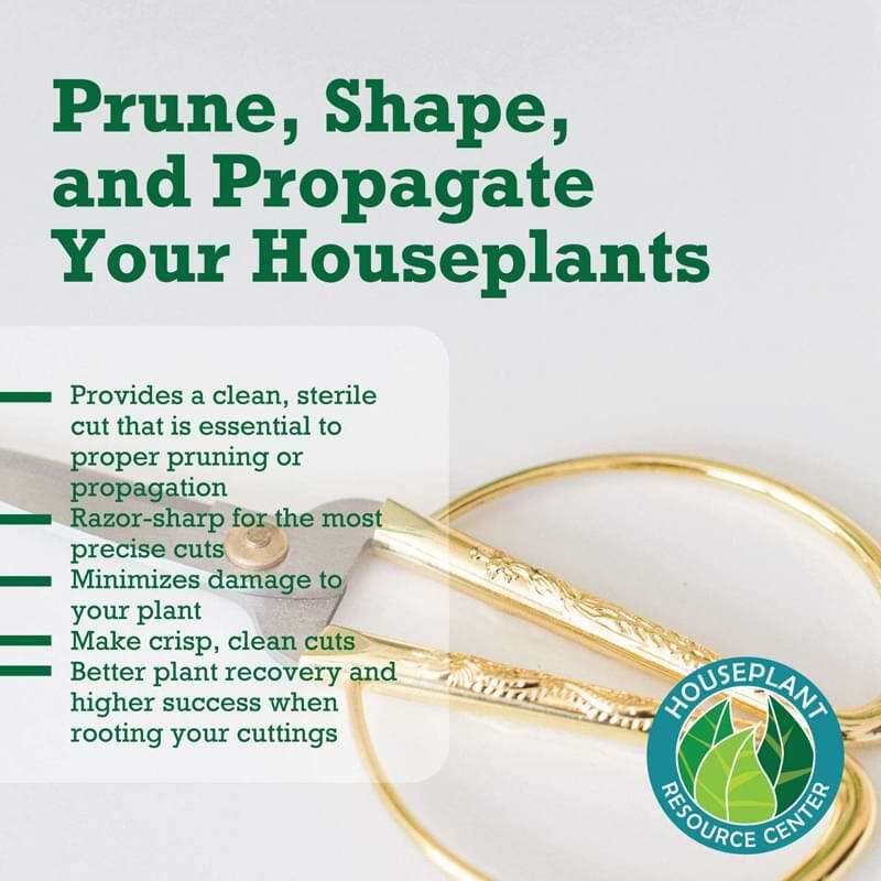 Houseplant Scissors and Pruning Shears